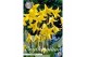 Bollen droog Erythronium Pagoda x3 l overig pp 