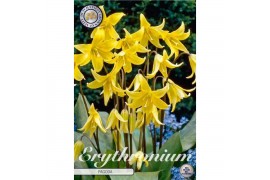 Bollen droog Erythronium Pagoda x3 l overig pp
