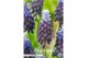 Bollen droog Muscari Latifolium x15 5/6 overig pp 