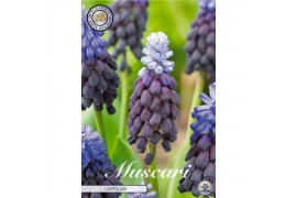 Bollen droog Muscari Latifolium x15 5/6 overig pp