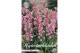 Bollen droog Hyacintoides Hispanica Pink x10 8/9 overig pp 