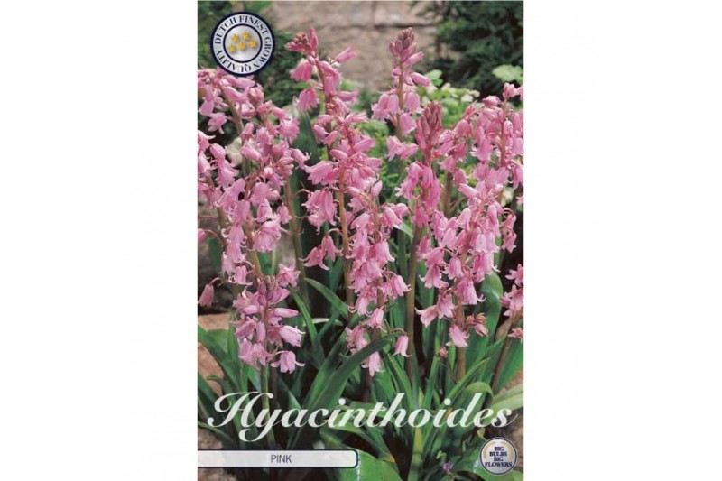Bollen droog Hyacintoides Hispanica Pink x10 8/9 overig pp 
