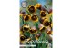 Bollen droog fritillaria Fritillaria Uva Vulpis x10 8/9 