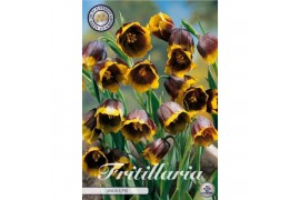 Bollen droog fritillaria Fritillaria Uva Vulpis x10 8/9