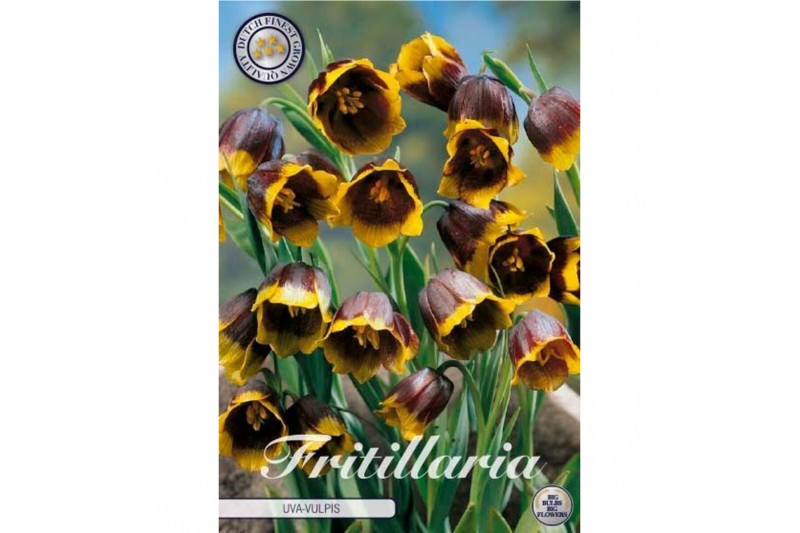 Bollen droog fritillaria Fritillaria Uva Vulpis x10 8/9 