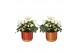 Helleborus niger christmas carol in symmetry pot rood luxe keramiek 