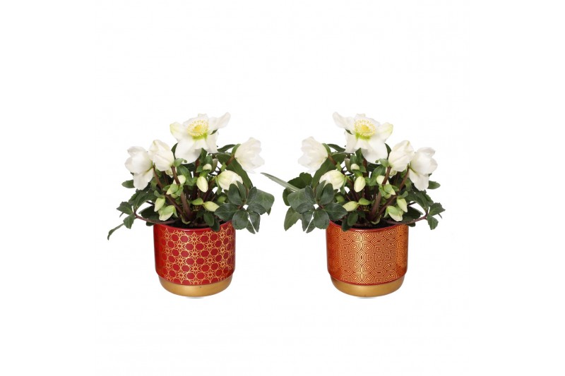 Helleborus niger christmas carol in symmetry pot rood luxe keramiek Helleborus niger christmas carol in symmetry pot rood luxe keramiek