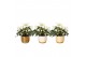 Helleborus niger christmas carol in symmetry pot mix luxe keramiek 