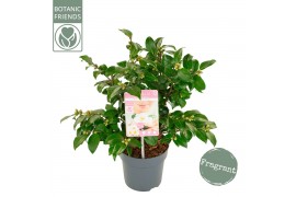 Camellia japonica winter perfume pearl® premium