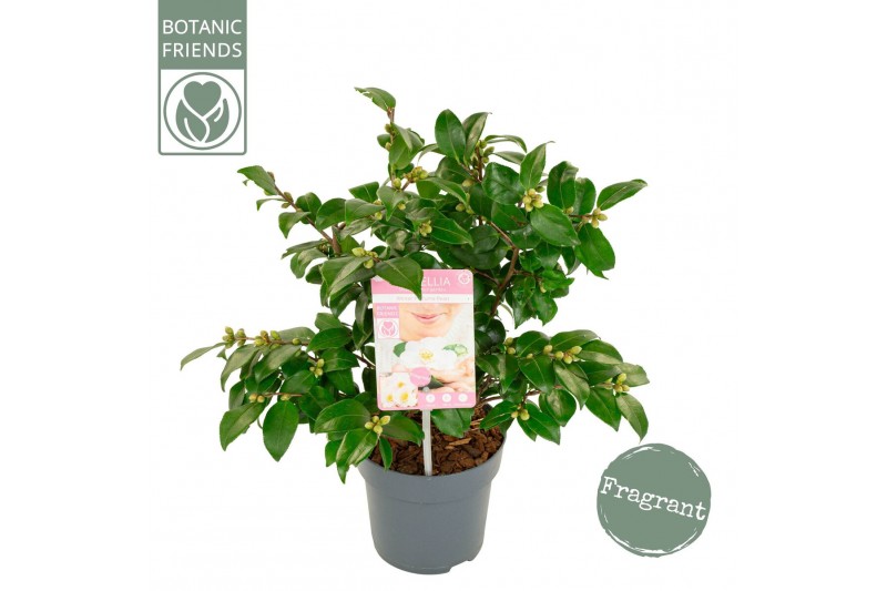 Camellia japonica winter perfume pearl® premium 