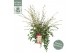Camellia cupido premium 