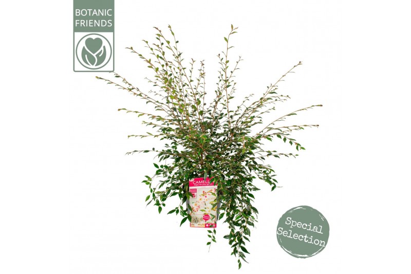 Camellia cupido premium 