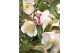 Camellia cupido premium 