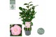 Camellia japonica nuccios cameo premium 