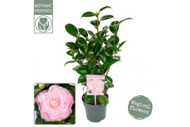 Camellia japonica nuccios cameo premium