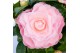 Camellia japonica nuccios cameo premium 