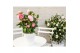 Camellia japonica nuccios cameo premium 