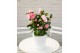 Camellia japonica nuccios cameo premium 