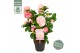 Camellia japonica nuccios cameo premium 