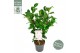 Camellia japonica nuccios cameo premium 
