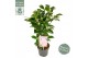 Camellia japonica nuccios cameo premium 