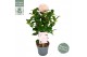 Camellia japonica nuccios cameo premium 