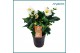 Helleborus niger christmas carol xxl 