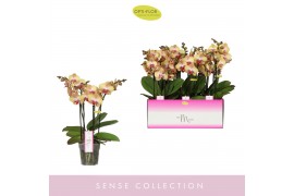 Phalaenopsis geel MyMonro Glamour 4 Spike 40 bl. 4 tak/plnt