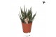 Aloe Kolibri Greens Succulenten Aloe Delaine 1 pp  cm diameter 