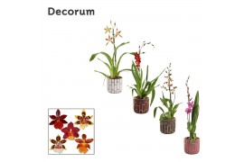 Cambria mix 1 tak in pascalle luxury world decorum