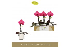 Phalaenopsis paars Singolo - Hida - 1 bloem - Lazio White