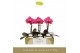 Phalaenopsis paars Singolo - Hida - 1 bloem - Lazio White 