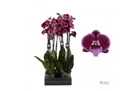 Phalaenopsis paars Phalaenopsis Lembongan - 2 tak 80cm 12 bl. 2 tak/pl