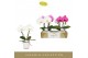 Phalaenopsis mix Singolo & Co - Mix - 2 bloem - Lazio White 