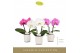 Phalaenopsis mix Singolo & Co - Mix - 2 bloem - Lazio White 