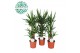 Yucca 60-30-20, 2+ Kop 