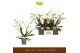 Phalaenopsis wit Bambuso - Inyo - 2 tak 
