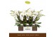 Phalaenopsis wit Bambuso - Inyo - 2 tak 