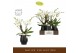 Phalaenopsis wit Bambuso - Inyo - 2 tak - Abruzzo Black Aquo 