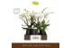 Phalaenopsis wit Bambuso - Inyo - 2 tak - Abruzzo Black Aquo 