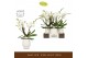 Phalaenopsis wit Bambuso - Inyo - 2 tak - Abruzzo White Aquo 
