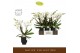 Phalaenopsis wit Bambuso - Inyo - 2 tak - Emilia Brown Aquo 