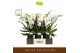 Phalaenopsis wit Bambuso - Inyo - 2 tak - Emilia Brown Aquo 