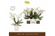 Phalaenopsis wit Bambuso - Inyo - 2 tak - Molise White Aquo 