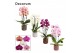 Phalaenopsis mix Phalaenopsis cascade 2 tak mix in Pascalle (Luxury wo 