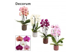 Phalaenopsis mix Phalaenopsis cascade 2 tak mix in Pascalle (Luxury wo