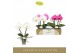 Phalaenopsis mix Singolo & Co - Mix - 2 bloem 