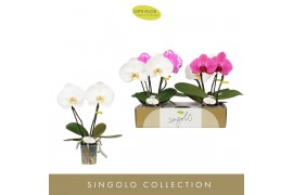 Phalaenopsis mix Singolo & Co - Mix - 2 bloem