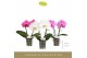 Phalaenopsis mix Singolo & Co - Mix - 2 bloem 