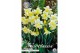 Narcissus Narcissus Jonquilla Pueblo x7 12/+ overig pp 
